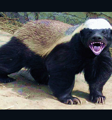 Miodożer (Mellivora capensis)